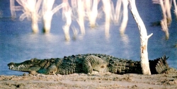 Amerkianisches Krokodil