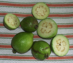 Guava 