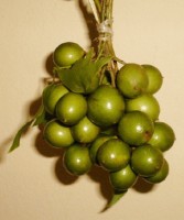Limoncillo (Sapindaceae) 