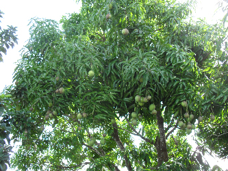 Mangobaum 